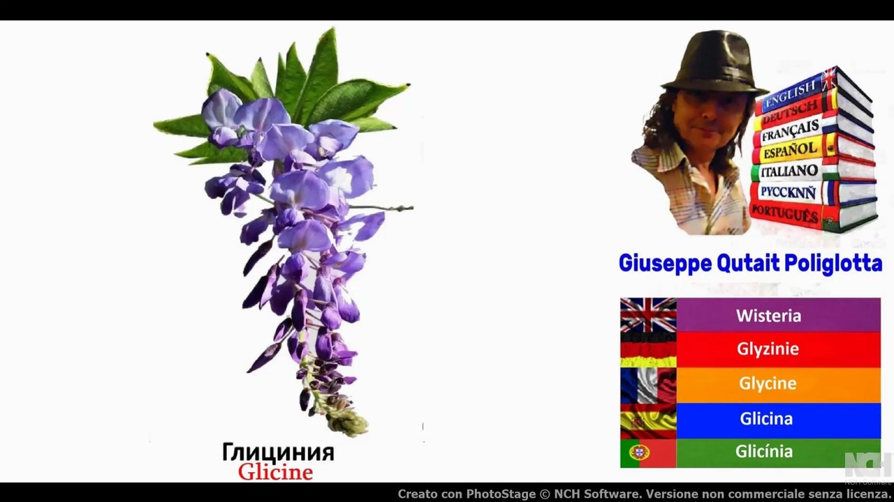 Visual Dict with Audio глициния, гибискус,  ирис, пух