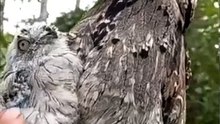 What is the name of this bird in your place?