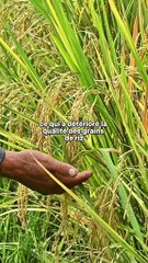 🚨 Japon : Le riz flambe