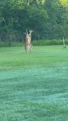 Two Deer Hilariously Fight While Standing on Hind Legs