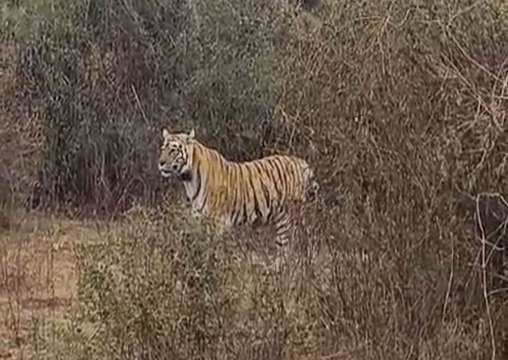 बाघिन 2401 सरिस्का जंगल में एक माह से लापता, तलाश के लिए बनाई पांच टीमें
