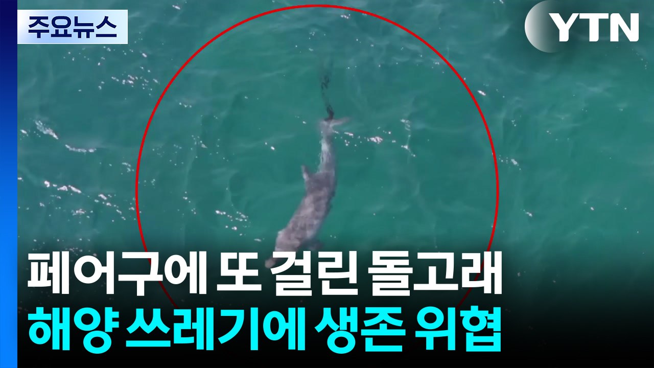 폐어구에 또 걸린 제주 돌고래...생존 위협에 'SOS' / YTN