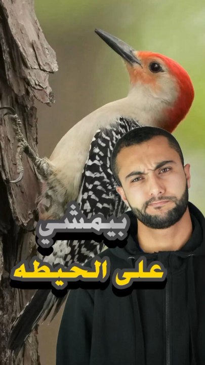 🦜 طائر بيمشي على الحيطان بالعكس؟https://psce.pw/7qjzzn#النواة #نقار_الخشب #طير_العكس #معلومات_غريبة #ريلز_الضحك #الحيطة_مش_عائق#Alnawa #dubai🇦🇪 #dubailife #Picidae #trending #travel #nature #wildlife