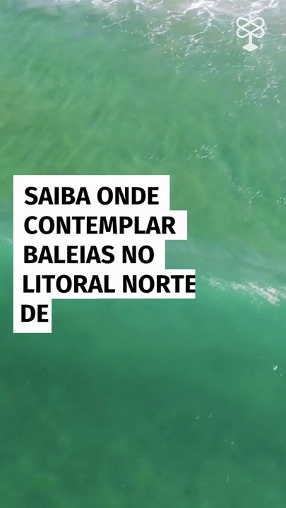 Descubra onde observar baleias no litoral norte de SP
