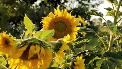 Sunflower dancing in the air video/ calm/relaxing/nature video