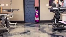 Styled Dog – You Won’t Believe It! / Cățel aranjat – De necrezut!