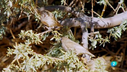 Parque transfronterizo de Kgalagadi