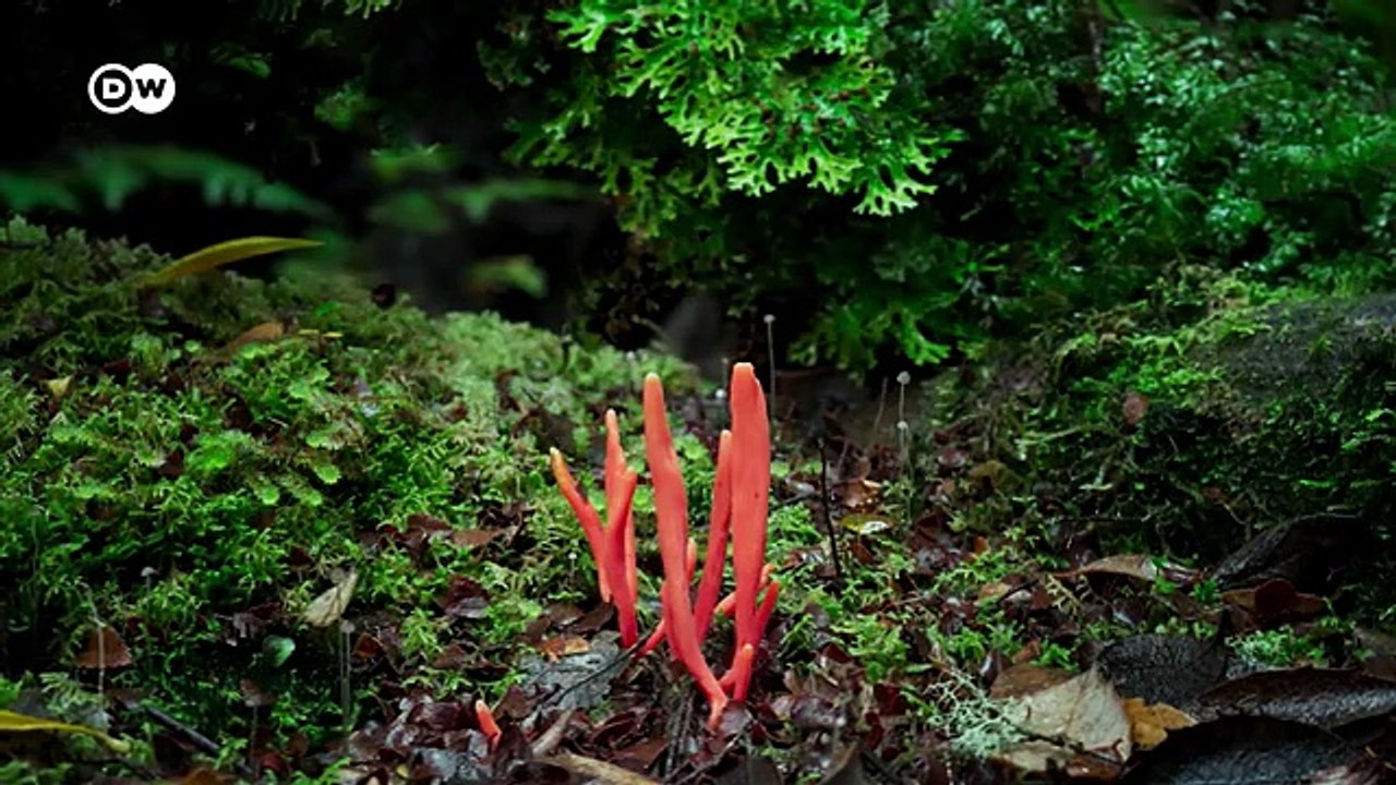 El maravilloso mundo de los hongos | DW Documental