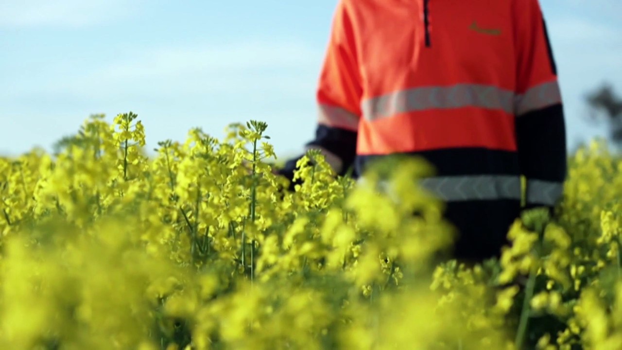 Australian company looks at turning canola into low-carbon fuel