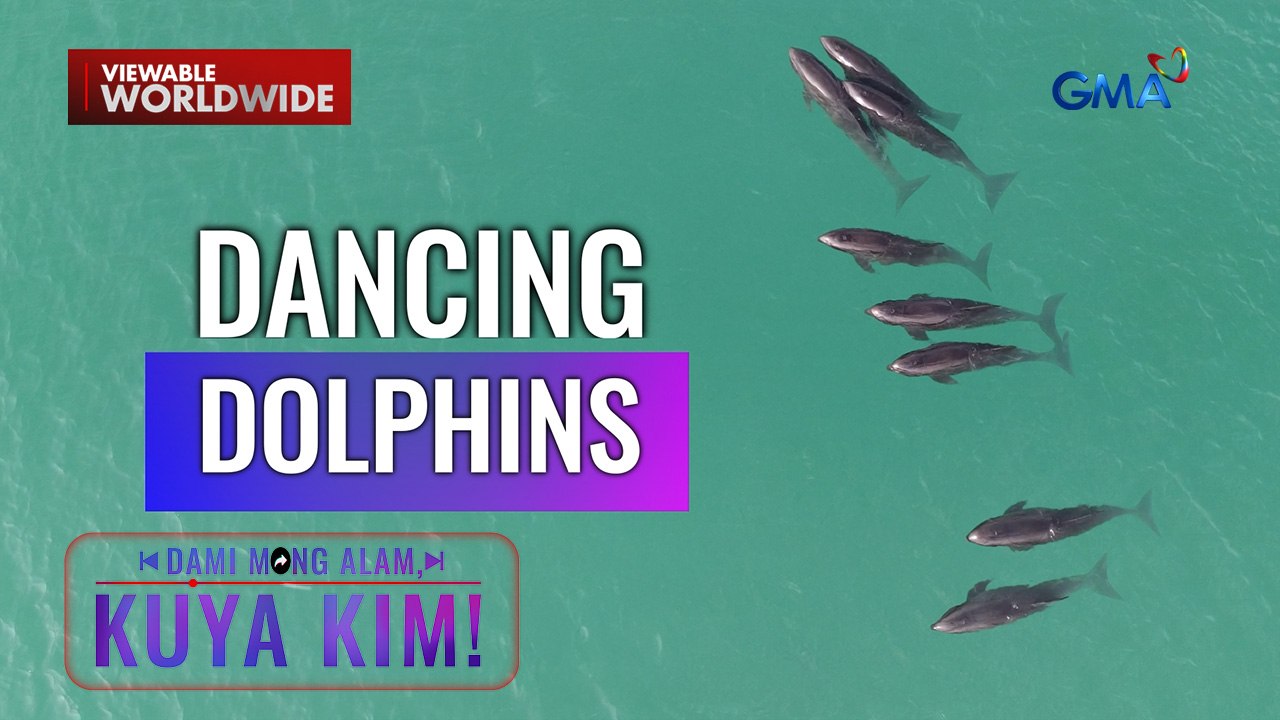 [res] Mga dolphin, namataang nagkumpulan at tila sumasayaw pa sa dagat! | Dami Mong Alam, Kuya Kim!