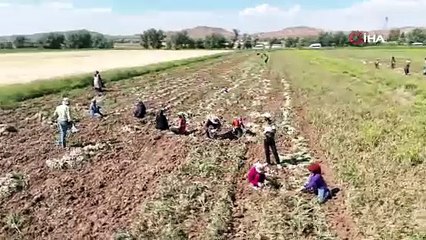 Türkiye'nin doğal antibiyotiğine dünyadan talep yağıyor