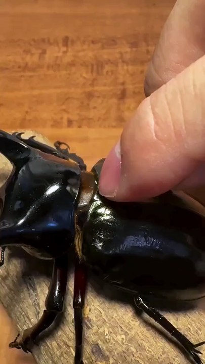 a nail clipper