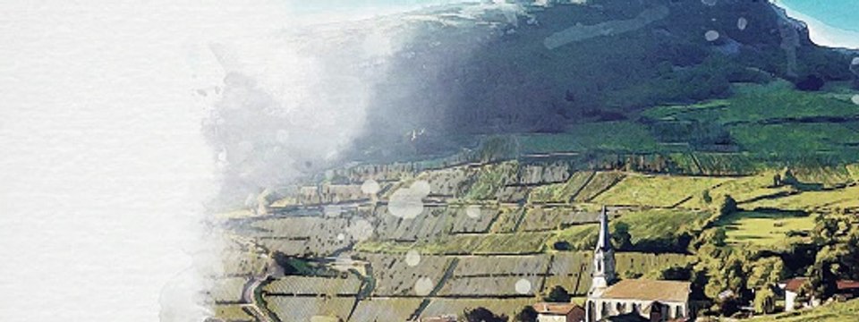 Baron Wines Fine Wine Merchants