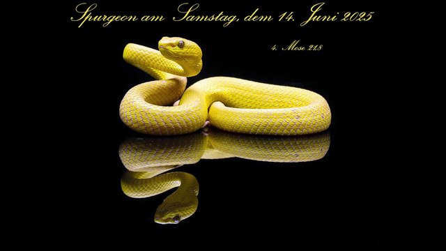 Spurgeon am Samstag, dem 14. Juni 2025, zu 4. Mose 21,8