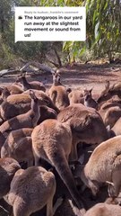 Kangaroo tales only in Australia 🇦🇺