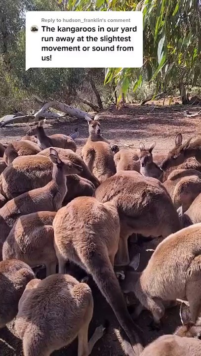 Kangaroo tales only in Australia 🇦🇺