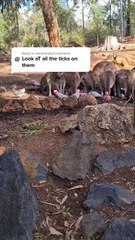 Kangaroo tales only in Australia 🇦🇺