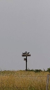 cigognes réservé de Moëze Oléron le 08-06-25