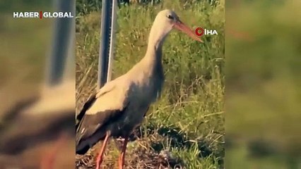 Bulduğu yılanı afiyetle yiyen leylek Bursa'da kameraya yansıdı