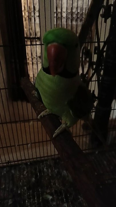 Talking Parrot 🦜