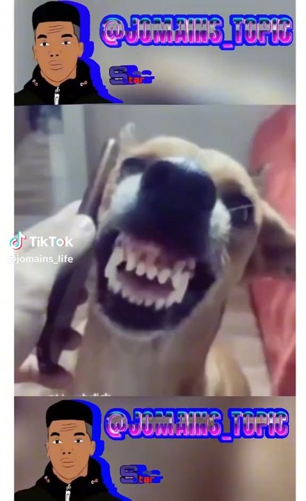 funny 🤣🤣🤣🤣🤣🤣 dog