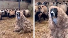 Urkomisches Video zeigt Hund, der versucht, sich unter eine Schafherde zu mischen – und dabei komisch scheitert