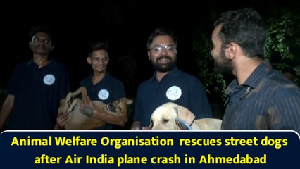 Animal Welfare Organisation  rescues street dogs after Air India plane crash in Ahmedabad