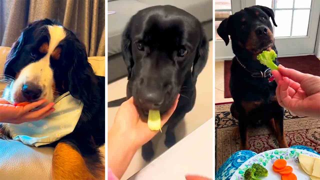 Video mostrano le esilaranti reazioni dei cani quando i padroni offrono loro delle verdure