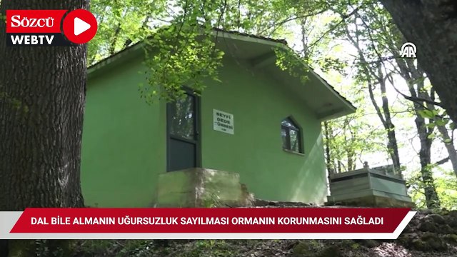 Bu ormandan dal almak yasak değil ama kimse almıyor! Sebebi ise şaşırtıcı