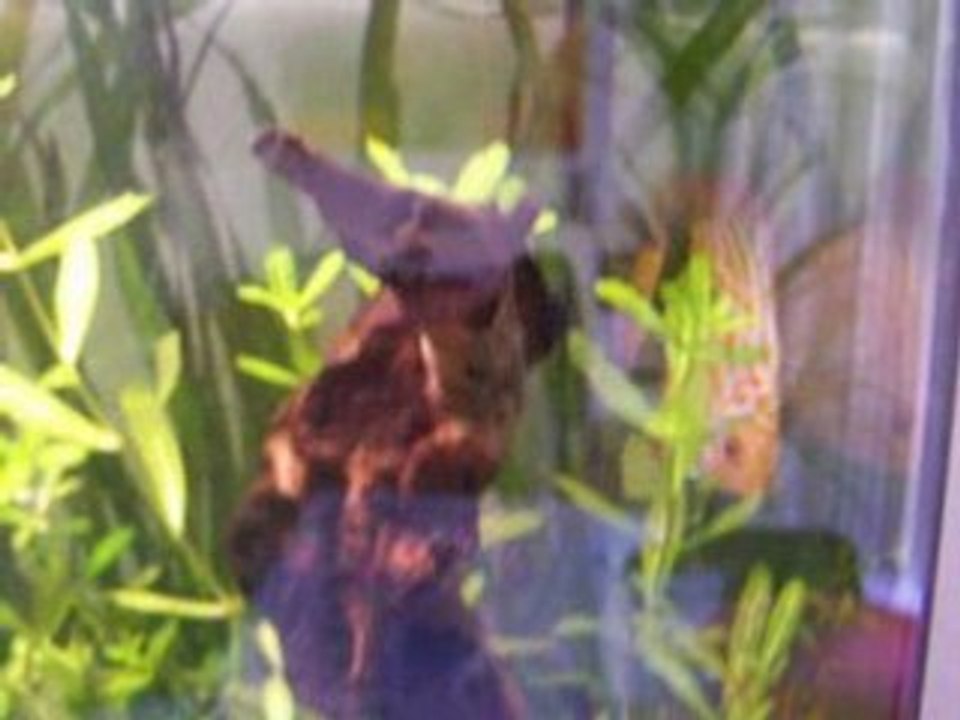 Lundi 12 mai Discus