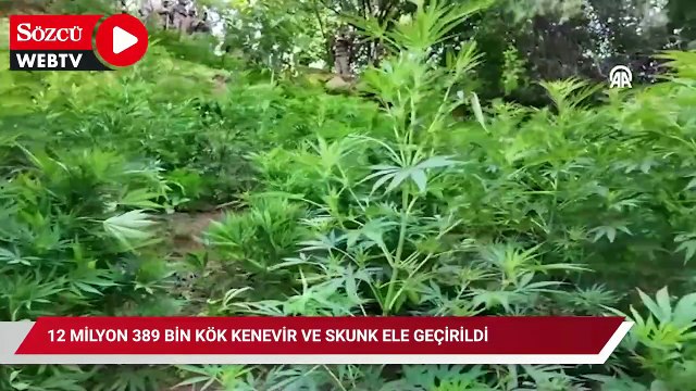 12 milyon 389 bin kök kenevir ve skunk ele geçirildi