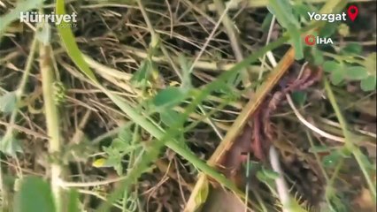 Yozgat’ta keneler görülmeye devam ediyor