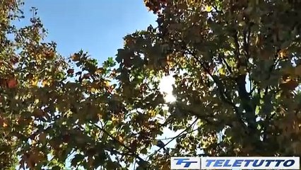 Video News - Caldo record e ozono oltre i limiti