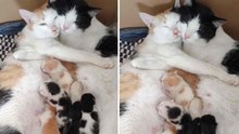 Extreem schattige video toont kattenkoppel dat voor hun nestje zorgt