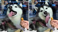 Hilarische video: Siberische husky probeert snack aan de andere kant van het raam te bereiken