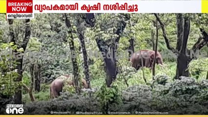 പാലക്കാട് നെല്ലിയാമ്പതിയിൽ ജനവാസ മേഖലയിൽ കാട്ടാനകളിറങ്ങി