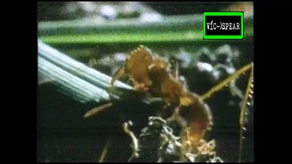 Mundo Natural: Emas Altos Planos de Brasil - Documental (1986) - Español Latino *Ricardo Alanis