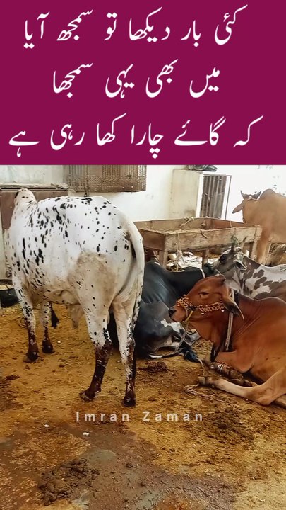 Ye Kese Hua? COW ne to Chara Khaya hi NAHI😱