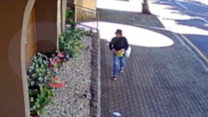 Planta hoje, some amanhã: Câmera registra senhorinha furtando "plantinha" no Centro