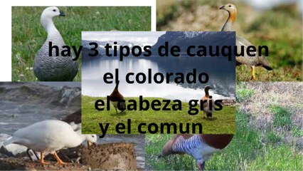 Llegaron los cauquenes y tienen quién los cuide: alumnos buscan evitar su extinción