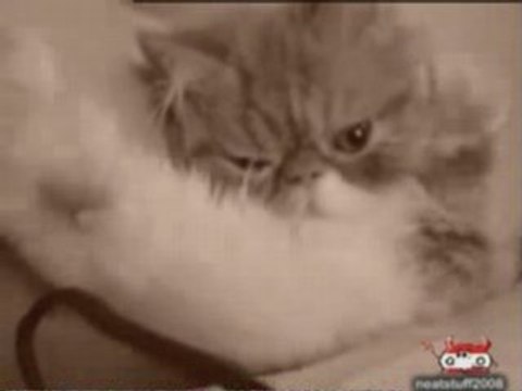 Un chat se réveille de sa sieste