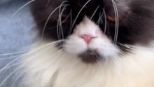 Cat lover