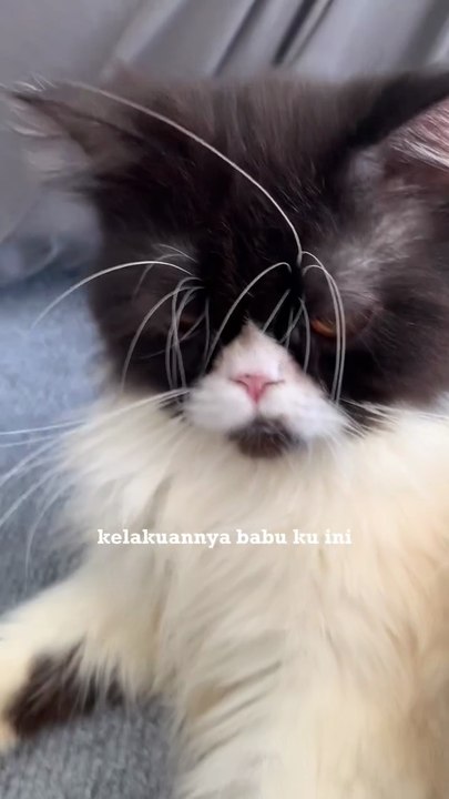 Cat lover