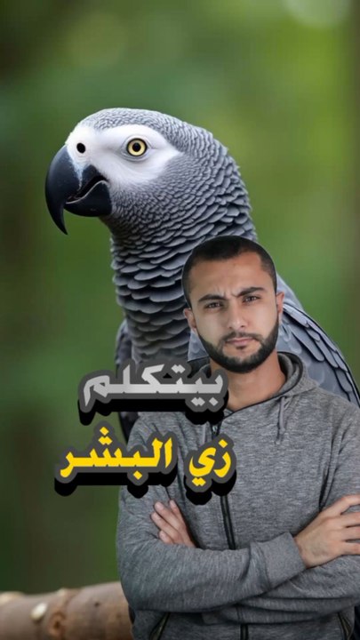 🧠 طير بيتعلم كلمات ويركب جمل؟https://psce.pw/7qmt9d#النواة #الببغاء_الإفريقي_الرمادي#Alnawa #dubai🇦🇪 #dubailife #Psittacus_erithacus #trending #travel #nature #wildlife