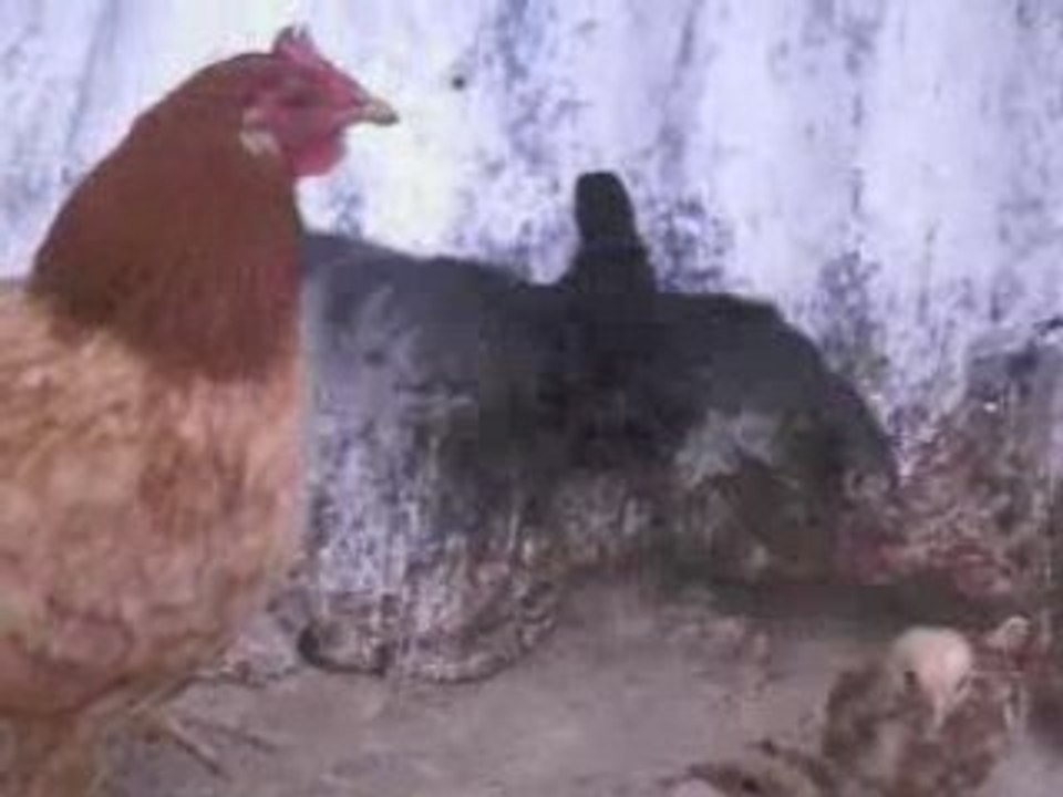 Poulettes aounout beniboufrah