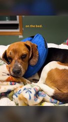 Heartbroken Beagle Found On Road Melts When She Sees Love 💔➡️💖 #RescueDog