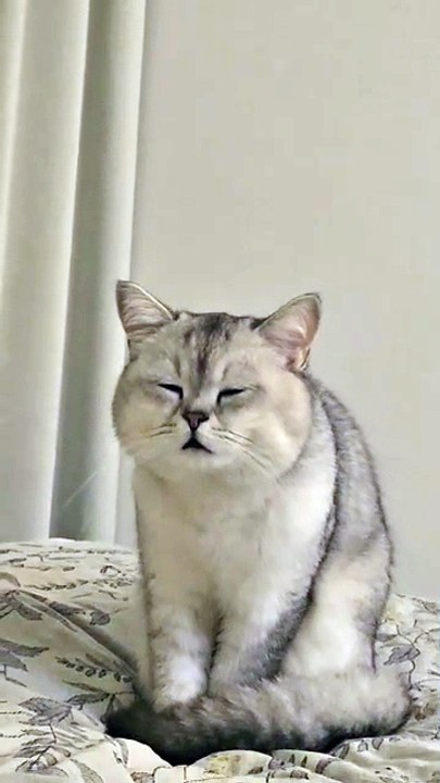 Whose cat is dozing off like this? Haha!
