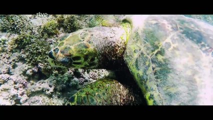 En el mar una inmersión en el conocimiento