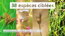 Plan national d action pour les papillons de jour - webinaire grand public 2021