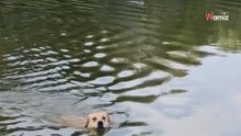 Eine Frau filmt ihre zwei Hunde beim Schwimmen im See: Plötzlich folgt den beiden ein gefährlicher Schatten (Video)